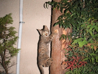 MINOLTA DIGITAL CAMERA