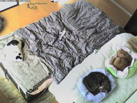 今日もまったり