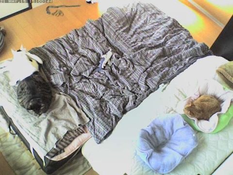 久しぶりのくっつき