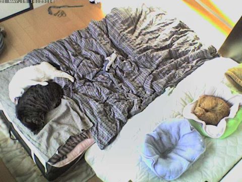 幸せそうな coco