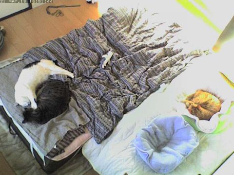 いつまでもつ？