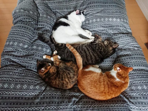 mark & coco & fumi & Lin