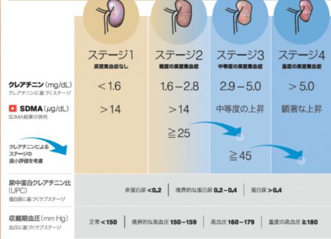 猫腎臓ステージ