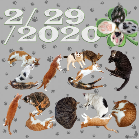 2/29/2020 肉球の日