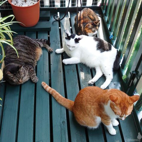 mark & coco & fumi & Lin