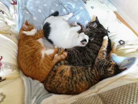 mark & coco & fumi & Lin