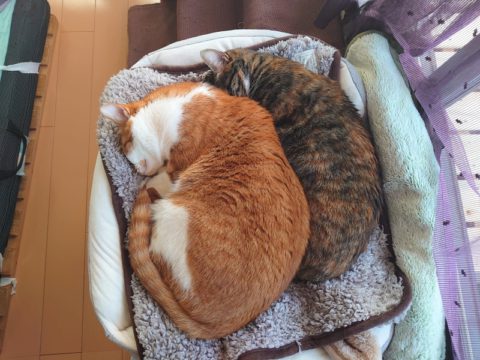 年に1度のワクチン