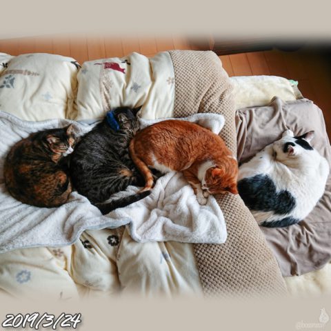 mark & coco & fumi & Lin