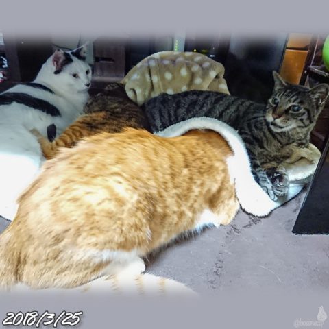 mark & coco & fumi & Lin