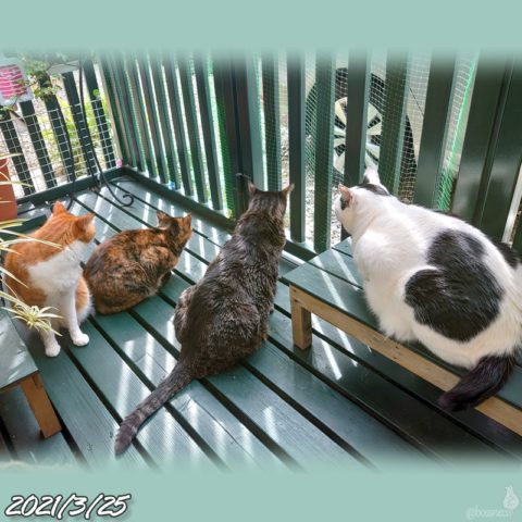 mark & coco & fumi & Lin