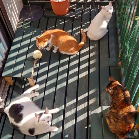 coco & fumi & Lin & Ryu