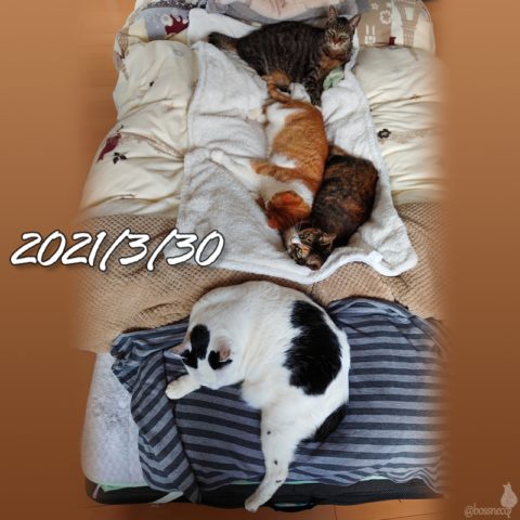 mark & coco & fumi & Lin