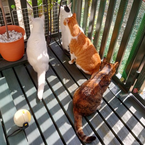 coco & fumi & Lin & Ryu