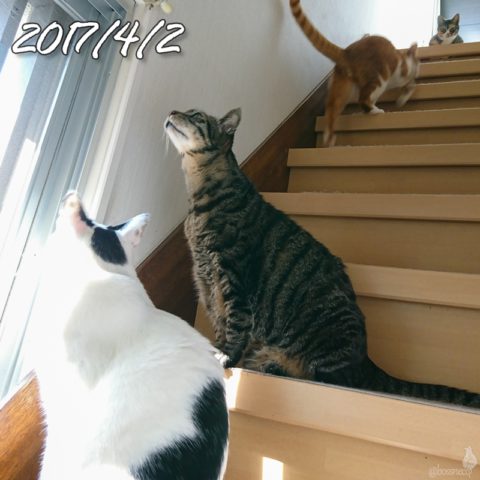 mark & coco & fumi & Lin