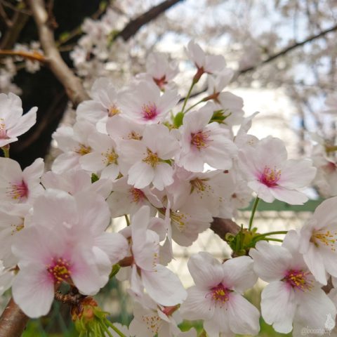 桜