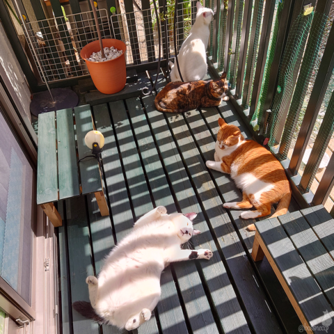 coco & fumi & Lin & Ryu