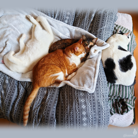 coco & fumi & Lin & Ryu