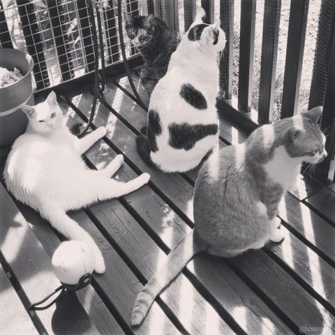 coco & fumi & Lin & Ryu