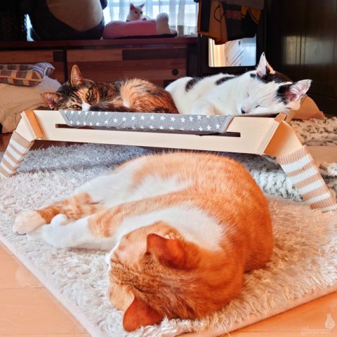 coco & fumi & Lin & Ryu