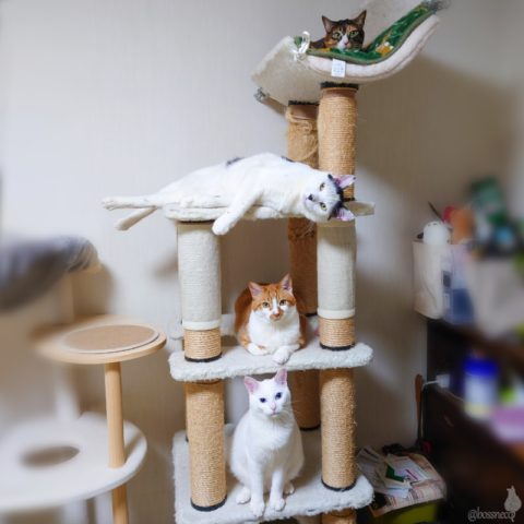 coco & fumi & Lin & Ryu