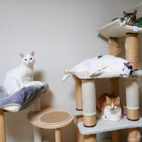 coco & fumi & Lin & Ryu