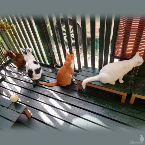 coco & fumi & Lin & Ryu