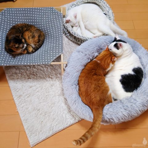 coco & fumi & Lin & Ryu