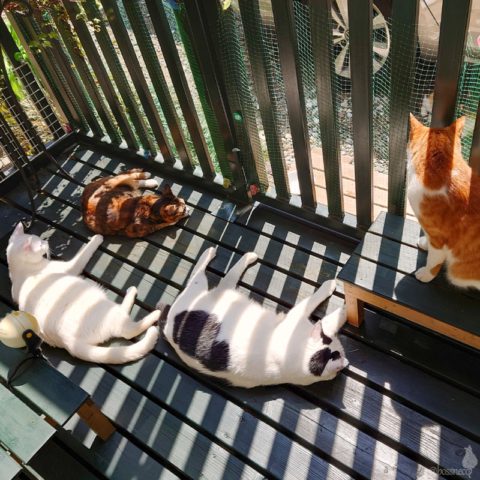 coco & fumi & Lin & Ryu