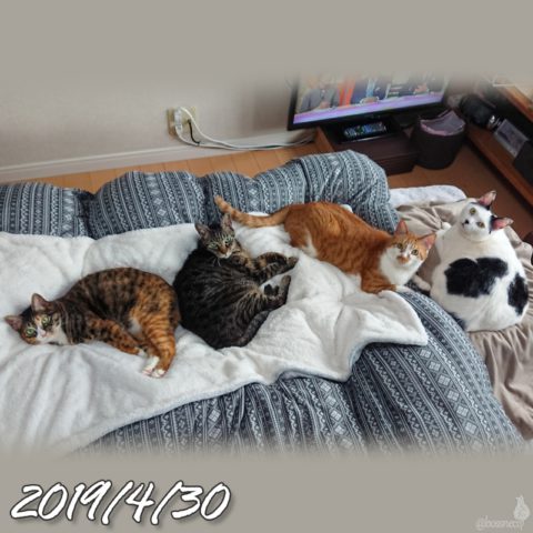 mark & coco & fumi & Lin