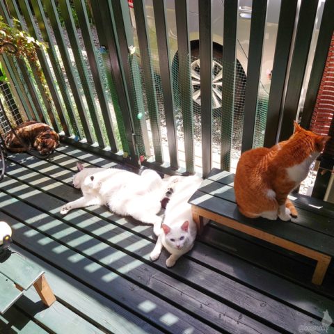 coco & fumi & Lin & Ryu