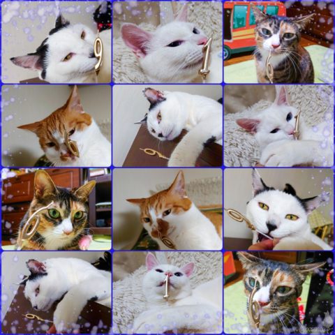 coco & fumi & Lin & Ryu