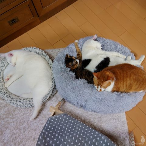 coco & fumi & Lin & Ryu