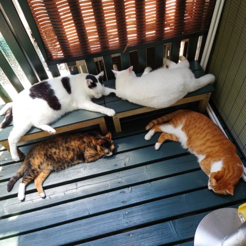 coco & fumi & Lin & Ryu