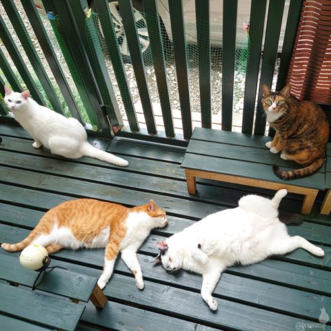 coco & fumi & Lin & Ryu