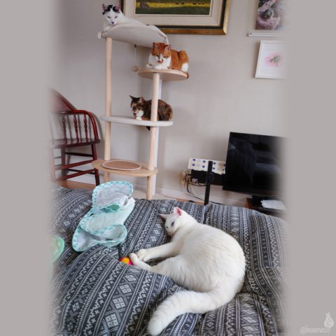 coco & fumi & Lin & Ryu