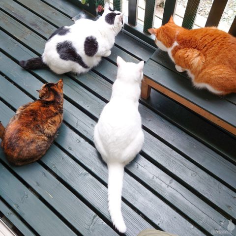 coco & fumi & Lin & Ryu