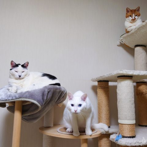 coco & fumi & Ryu