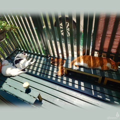 coco & fumi & Lin & Ryu