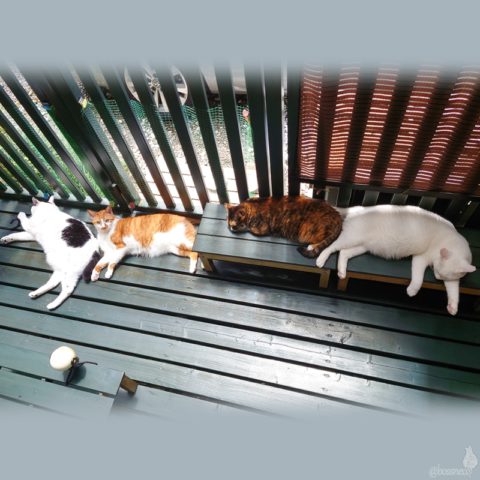 coco & fumi & Lin & Ryu