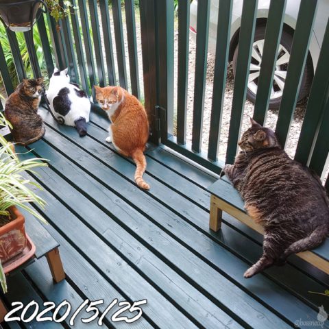 mark & coco & fumi & Lin