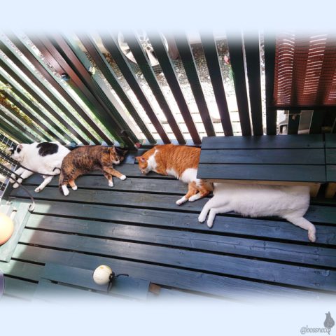 coco & fumi & Lin & Ryu