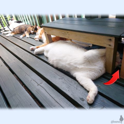 coco & fumi & Lin & Ryu