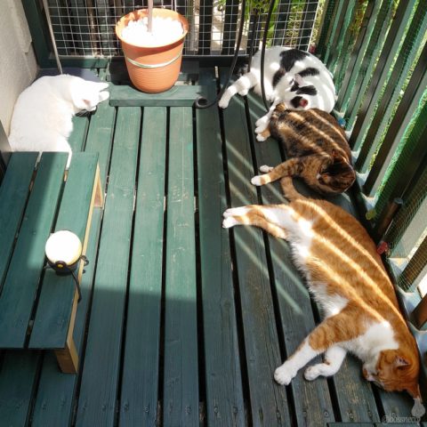 coco & fumi & Lin & Ryu