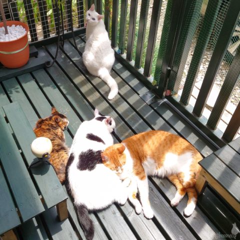 coco & fumi & Lin & Ryu