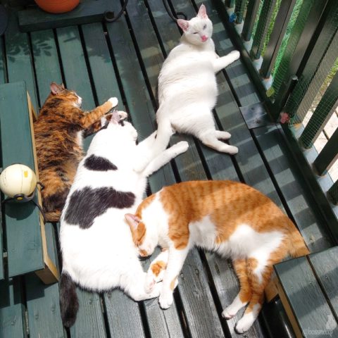 coco & fumi & Lin & Ryu