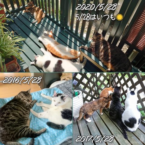 mark & coco & fumi & Lin