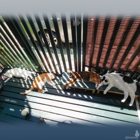 coco & fumi & Lin & Ryu