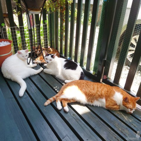 coco & fumi & Lin & Ryu