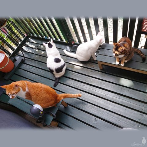 coco & fumi & Lin & Ryu