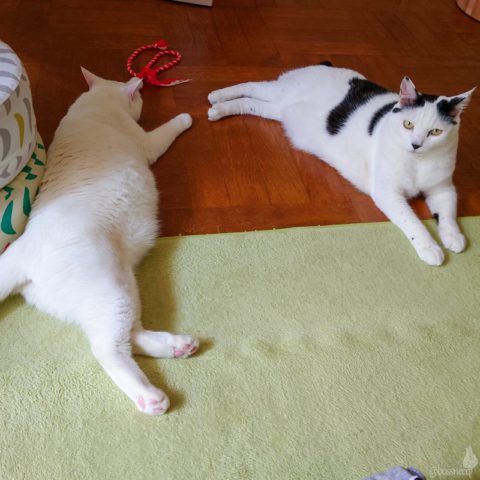 coco & Ryu